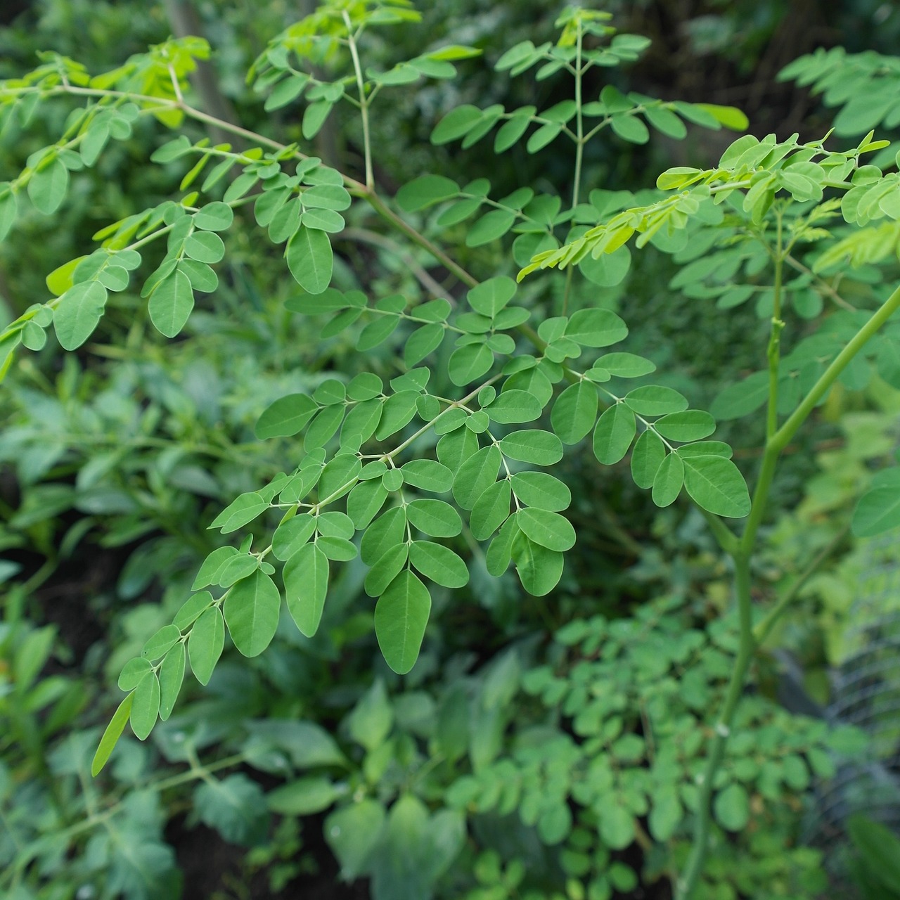 Harnessing the Power of Moringa: A Superfood for Health and Well-Being